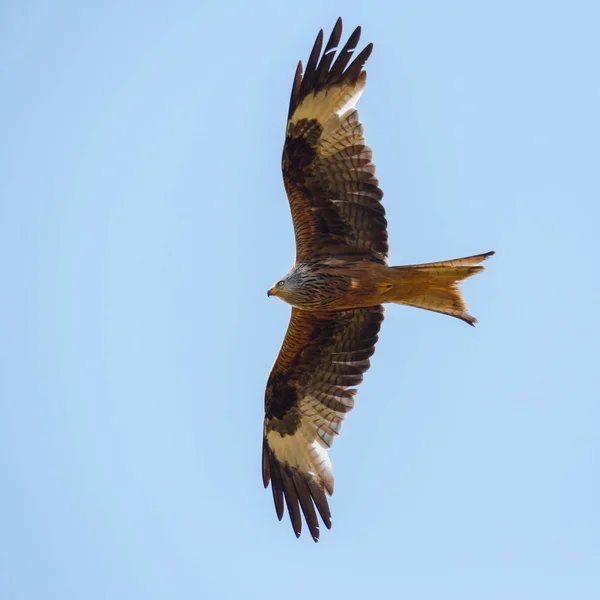 Portre uçan kırmızı uçurtma kuş (milvus milvus), kanatları yaymak — Stok fotoğraf