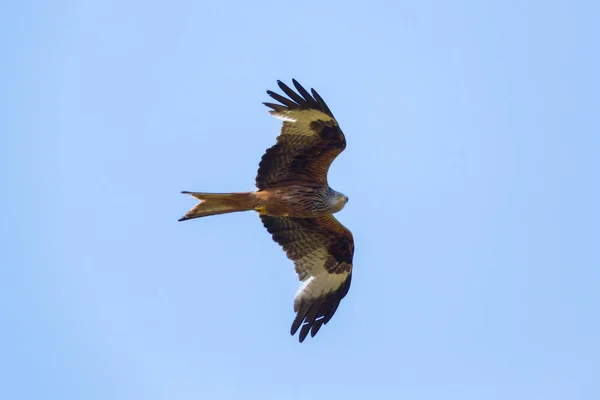 Uçan kırmızı uçurtma (milvus milvus) raptor kuş mavi gökyüzü — Stok fotoğraf