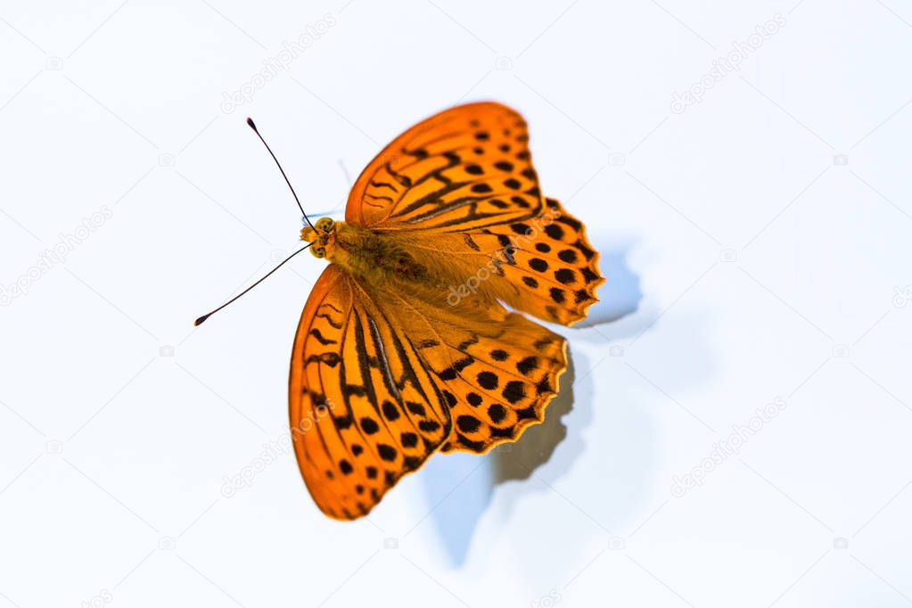 isolated argynnis paphia (butterfly) with white background