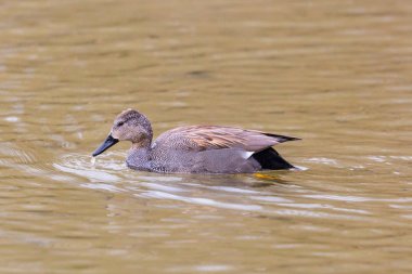 yan görünüm yüzme erkek gadwall ördek (anas strepera), su