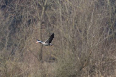 bir gri kaz (anser anser) ağaçlarla uçan