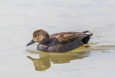 yakın görünüm yüzme erkek gadwall ördek (anas strepera), su