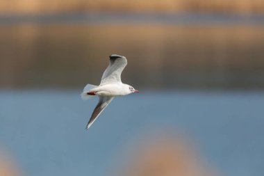 doğal ortak siyah başlı martı portresi (larus ridibundus)