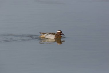 erkek garganey ördek (Anas querquedula) yüzme