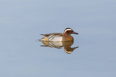erkek garganey ördek (anas querquedula) su yüzeyine aynalı