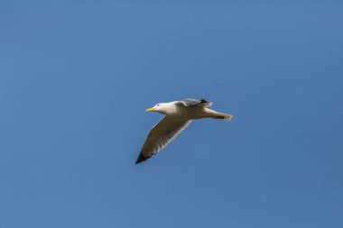 izole uçan deniz martı (larus michahellis), mavi gökyüzü