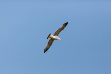 Mavi gökyüzünde genç sarı bacaklı martı (Larus michahellis)