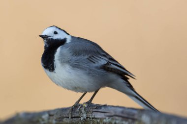 pürüzsüz arka plan üzerinde meraklı görünümlü izole wagtail kuş