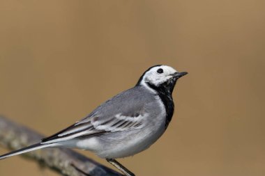 yan görünüm portre izole beyaz wagtail (motacilla alba) kuş