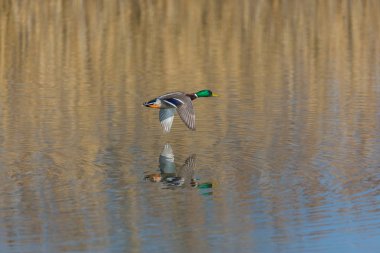 uçan erkek kuzey mallard ördek (anas platyrhynchos)