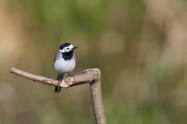 izole beyaz wagtail kuş (motacilla alba) şube üzerinde oturan