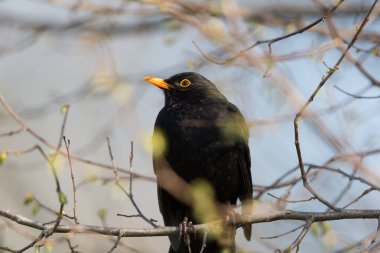 erkek karakuş (turdus merula) oturma
