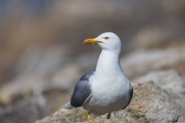 yakın çekim sarı bacaklı martı (larus michahellis) kuş