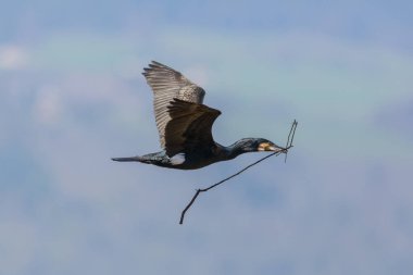 uçan büyük karabatak kuş (phalacrocorax carbo) gaga dalı ile