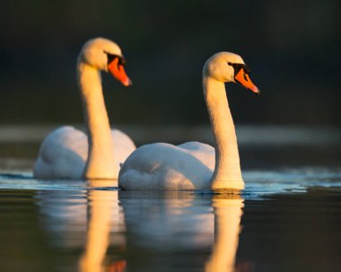 iki sessiz kuğu (cygnus olor) sabah güneşinde yüzme