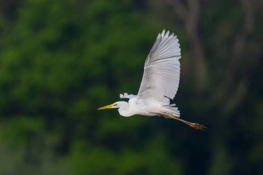 büyük beyaz ak balıkçıl (egretta alba) uçuş