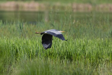 yan görünüm portre uçan gri ot (ardea cinerea)