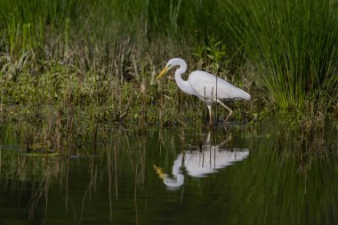büyük beyaz egret (egretta alba) su ile wading