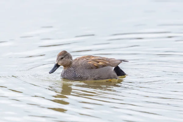 Seitenansicht männliche Kadwall-Ente (anas strepera) schwimmt — Stockfoto