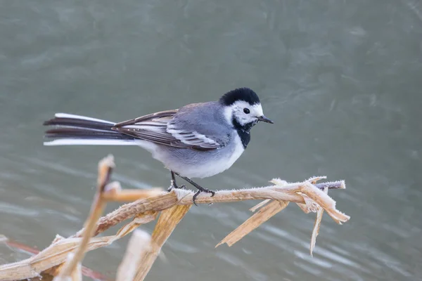 White wagtail (motacilla alba) standing on reed branch in winter — Stock Photo, Image