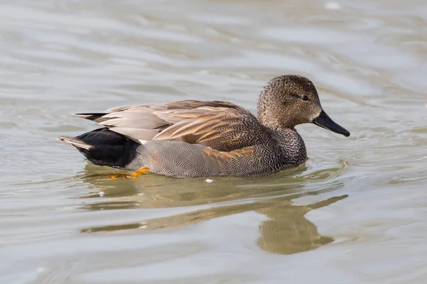 suda doğal erkek gadwall ördek (anas strepera)