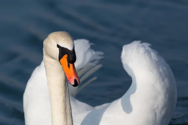Primer plano un cisne blanco (cygnus olor) en agua azul — Foto de Stock