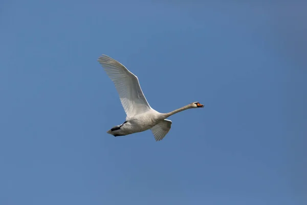 Primer plano cisne mudo (cygnus olor) durante el vuelo — Foto de Stock