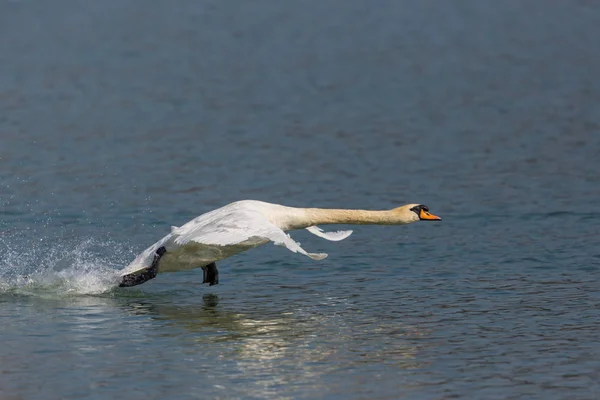 Естественный немой лебедь (Cygnus olor), бегущий по поверхности воды — стоковое фото