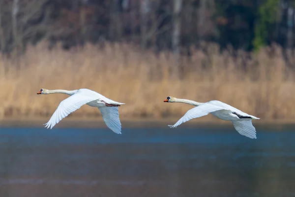 Dos cisnes mudos (cygnus olor) en vuelo consecutivo — Foto de Stock