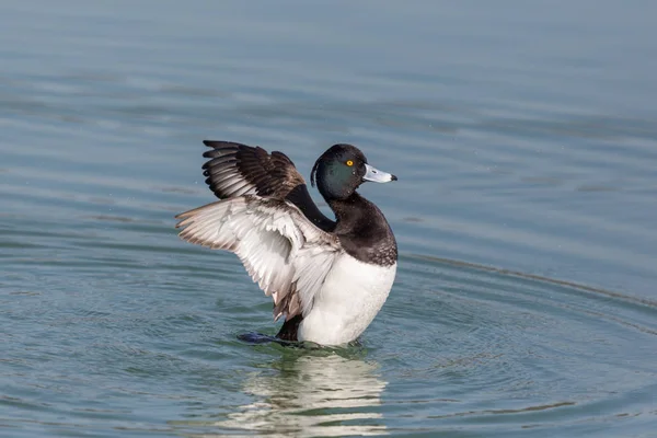 Portrait of male tufted duck (Aythya fuligula) splashing — Stock Photo, Image