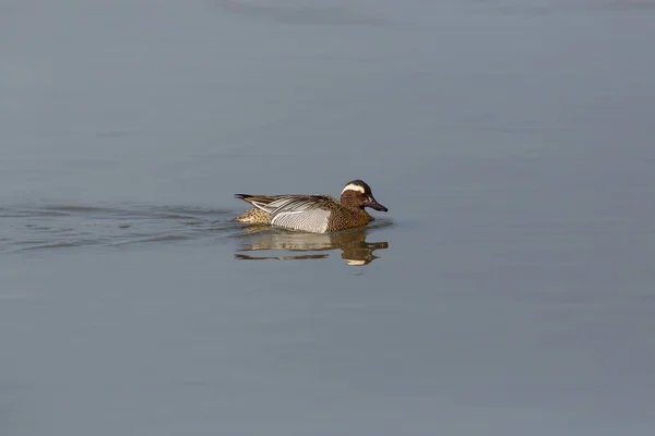 Male garganey duck (anas querquedula) swimming — Stock Photo, Image