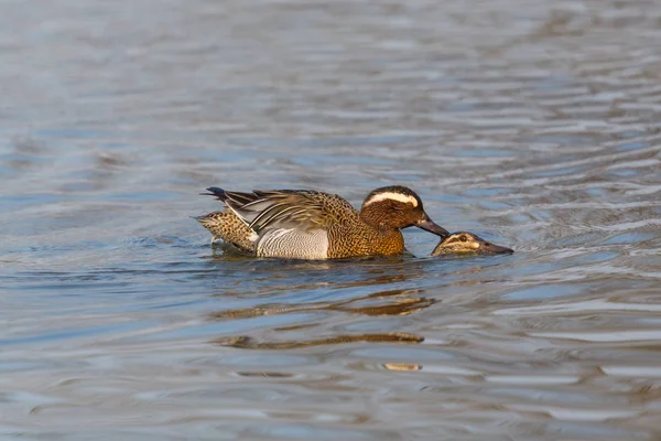 Garganey Duck pair paring (Anas querquedula), water — Stockfoto