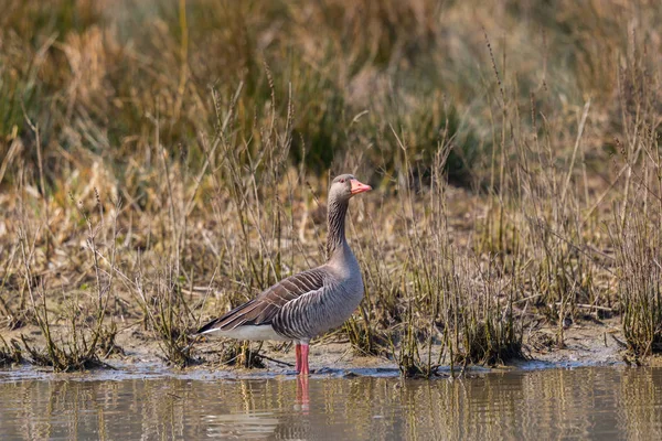 one gray goose (anser anser) standing on shore line