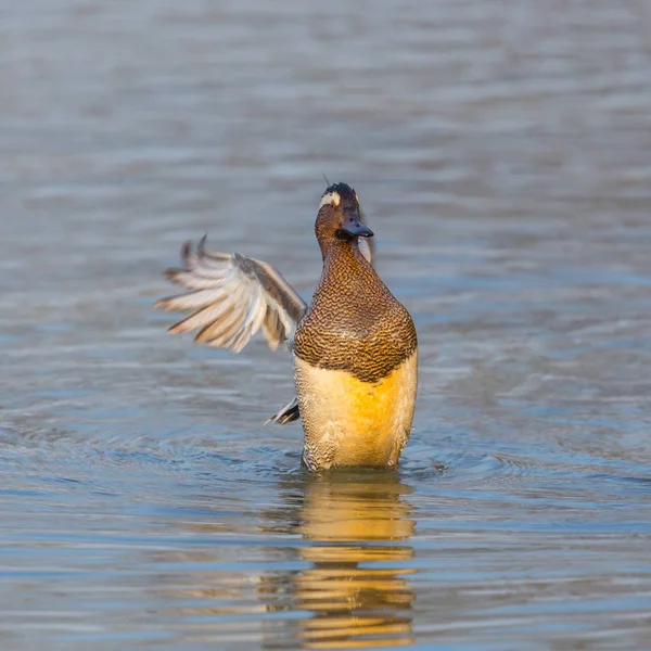 Самцы гигантской утки (anas querquedula) машут крыльями в воде — стоковое фото