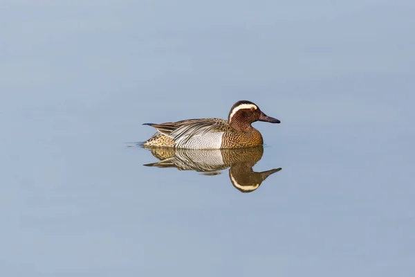 Manlig årta Duck (Anas querquedula) speglas på vattenytan — Stockfoto