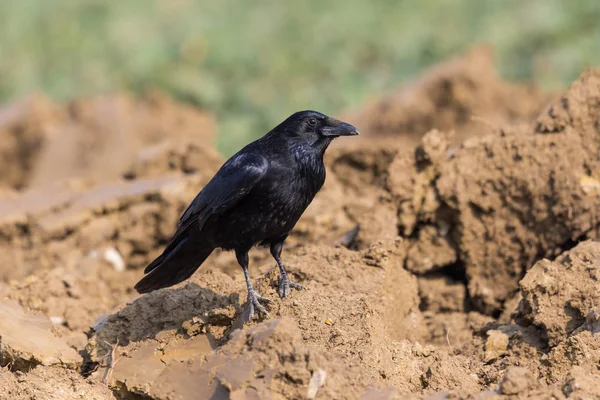 Портрет природной вороны (Corvus corone) ) — стоковое фото