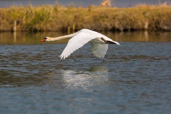 Cisne mudo natural (cygnus olor) durante o voo sobre a superfície da água — Fotografia de Stock