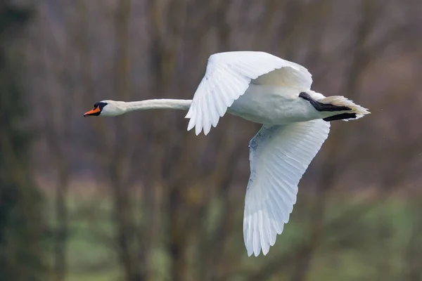 Ritratto dettagliato cigno muto volante (cygnus olor ) — Foto Stock