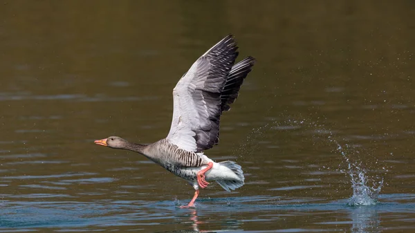 gray goose bird (anser anser) running on water surface