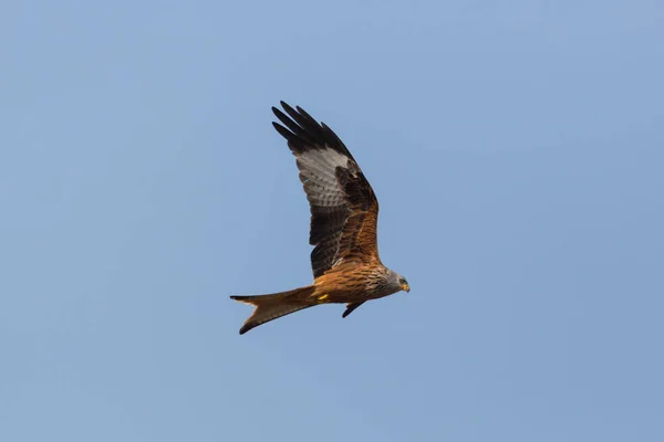 Fliegender Rotmilan (milvus milvus) Greifvogel blauer Himmel, offene Flügel — Stockfoto