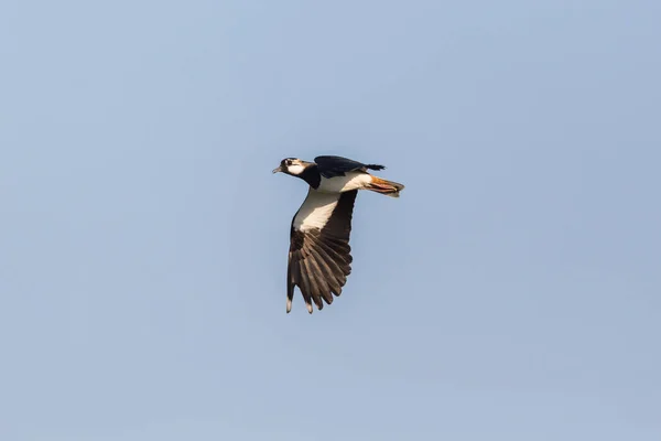 Portrét létání s křídlovou ptáků (Vanellus Vanellus) modrá obloha — Stock fotografie