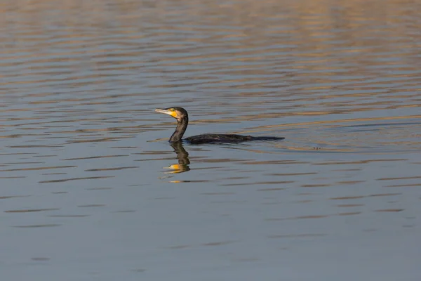 Schwimmen Kormoran (phalacrocorax carbo)) — Stockfoto