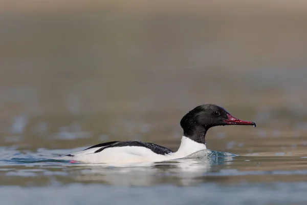 Portrait of a male common merganser (mergus merganser) swimming — Stock Photo, Image