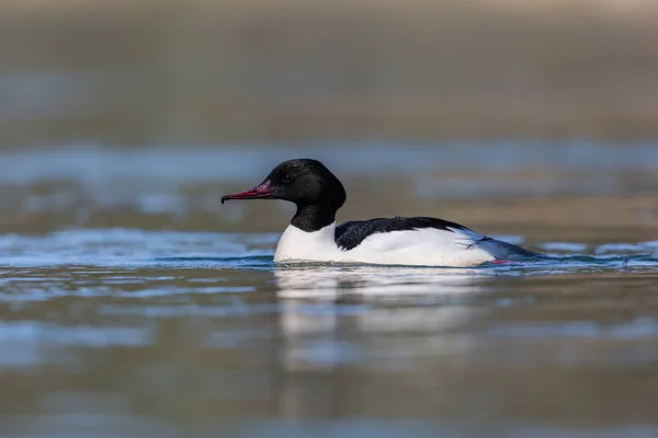 Retrato masculino comum merganser (mergus merganser) pássaro natação — Fotografia de Stock