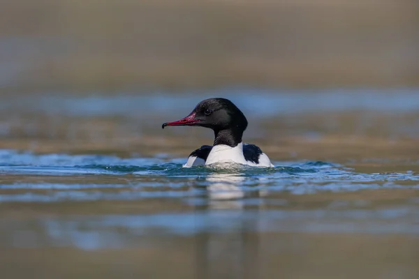 Портрет мужчины-мергансера (mergus merganser) ) — стоковое фото