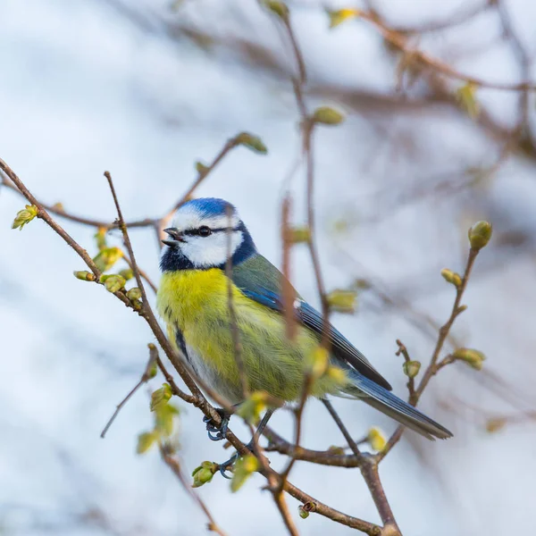 Blåmes fågel (Parus caeruleus) sjunger i trädgrenar — Stockfoto