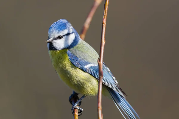 Bunter Blaumeisenvogel (parus caeruleus) sitzt auf winzigem Ast — Stockfoto