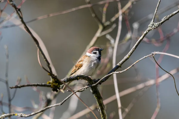 Eurasiska pilfinken (Passer montanus) sitter inom filialer — Stockfoto