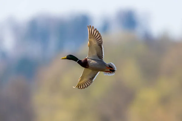 Canard colvert mâle volant (anas platyrhynchos) en contre-jour — Photo