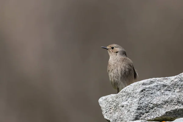 Isolerad kvinnlig rödstart fågel sitter på en sten — Stockfoto